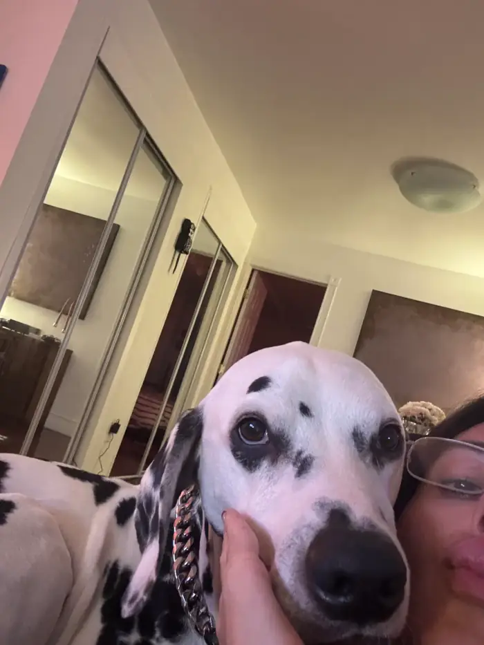 a dalmatian's whole face filling the frame, olivia's hand under its jaw